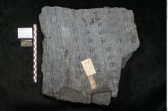 Foto (Objekt + Etikett) von Sigillaria alternaus Lindl. et H. (NHMW-GEO-2024-0188-11230)